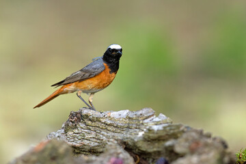 Pleszka (Phoenicurus phoenicurus)  © Grzegorz