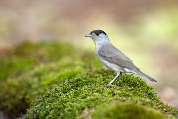 Kapturka (Sylvia atricapilla)  © Grzegorz