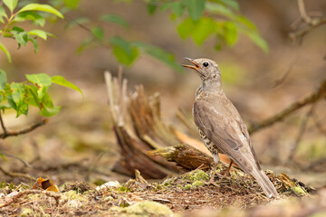 paszkot (Turdus viscivorus) © Grzegorz