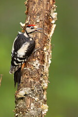 Dzięcioł duży (Dendrocopos major) © Grzegorz
