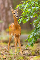 Sarna (Capreolus capreolus) © Grzegorz