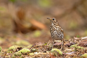 śpiewak (Turdus philomelos) © Grzegorz