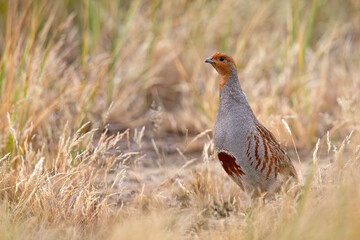 Kuropatwa (Perdix perdix) © Grzegorz