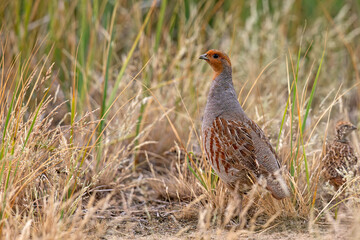 Kuropatwa (Perdix perdix) © Grzegorz