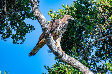 
A magnificent Crested Hawk-Eagle perches on a weathered branch, its fierce yellow eye and distinct crest visible. Its brown and white patterned feathers stand out against the soft, green forest.