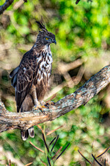 
A magnificent Crested Hawk-Eagle perches on a weathered branch, its fierce yellow eye and distinct crest visible. Its brown and white patterned feathers stand out against the soft, green forest.