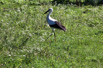 Fototapeta premium Heron on a green meadow on a sunny summer day