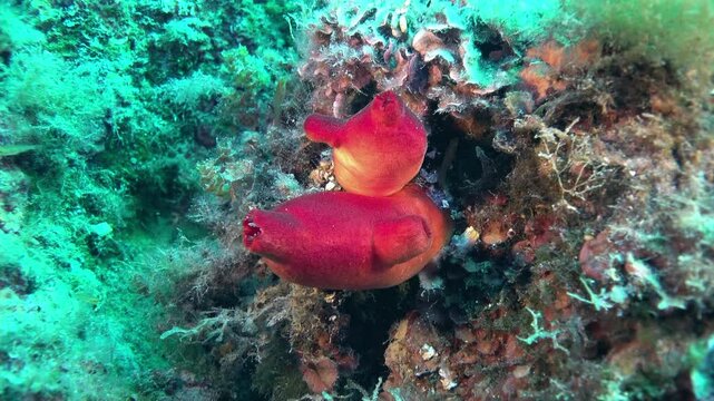 Bright Red Sea Squirts Attached to Coral Reef Underwater