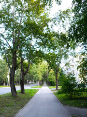 Fototapeta premium City street lined with poplar trees in summer daytime. Asphalt sidewalk. Perspective stretching into the distance.