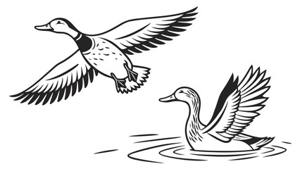 Black and white illustration of a mallard duck flying and another duck swimming on water