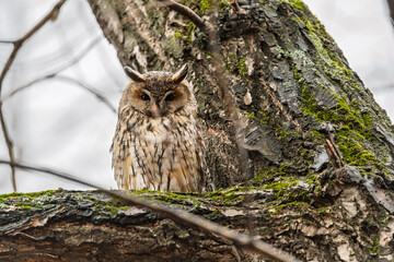 Long-eared owl (Asio otus), looking forward with wide opened eyes