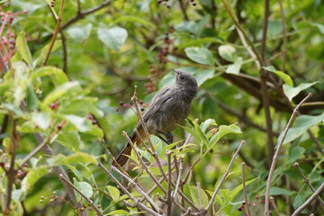 Colirrojo Tizón primer plano