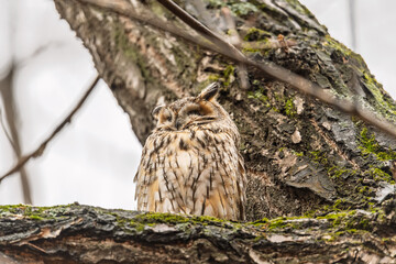 Long-eared owl (Asio otus), looking forward with wide opened eyes
