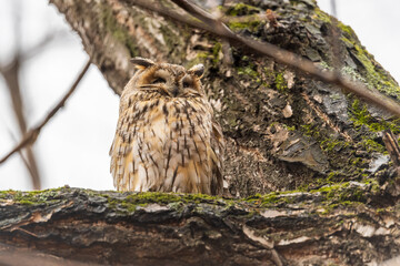 Long-eared owl (Asio otus), looking forward with wide opened eyes