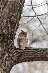 Long-eared owl (Asio otus), looking forward with wide opened eyes