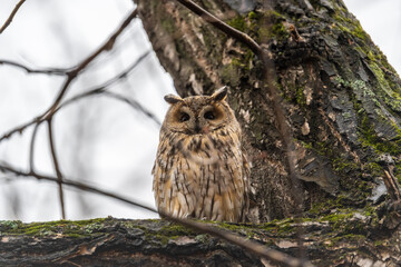 Long-eared owl (Asio otus), looking forward with wide opened eyes