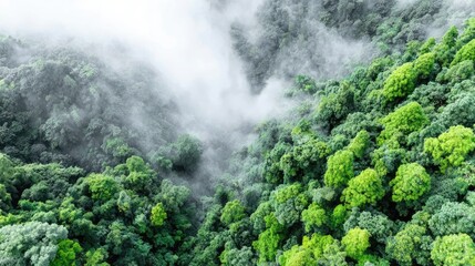 Aerial view of a dense tropical rainforest, lush green canopy, fog rising between treetops, exotic and untouched nature 