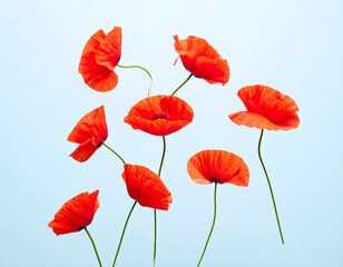 Obraz premium Vibrant red poppies in a serene background evoke feelings of peace and beauty during a sunny day in the field