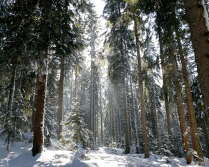 Snowy Winter Forest Path Sunlight