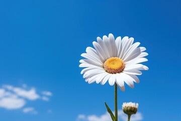 White daisy sky outdoors blossom.
