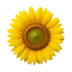 Fototapeta premium Bright Sunflower Close-up