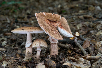 Amanita rubescens mushroom in the leaves. Known as blusher. Wild edible mushrooms in the forest.