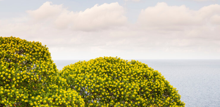 Yellow flowering bushes overlook the sea under a cloudy sky. Stromboli Island, Sicily, Italy