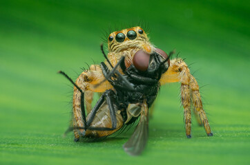 Jumping spider eating a fly on green leaf © Pawich Sattalerd