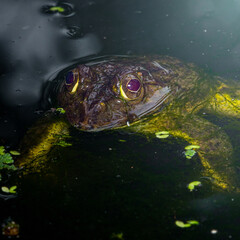 Large bullfrog swimming in murky pond water