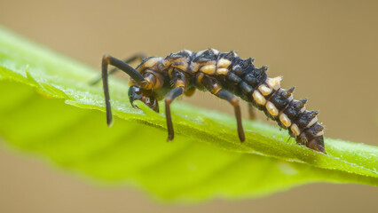 Ladybug larva crawling on a green leaf