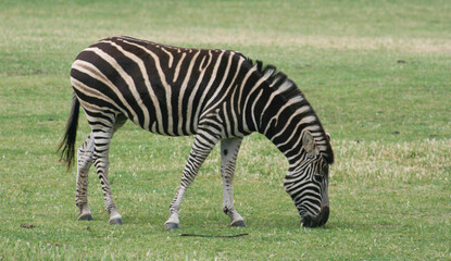 Zebra Grazing in a Green Field