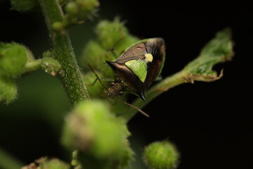 The Rice Stink Bug (Oebalus pugnax) is an insect in the family Pentatomidae, commonly known as stink bugs or shield bugs. It is prevalent in rice fields and agricultural areas, 