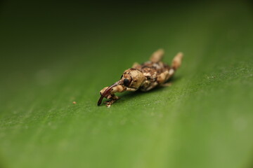 Weevils, belong to one of the largest beetle families worldwide, with species distributed across continents. Their defining feature is the elongated snout used for feeding and oviposition.