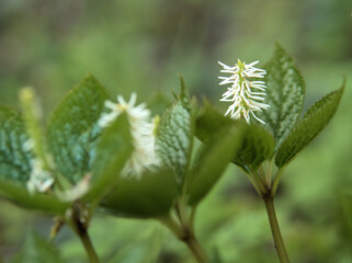 4月の雑木林にひっそりと咲いた「ヒトリシズカ（一人静）」