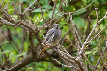 Hembra de Colirrojo Tizón en rama