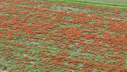 Vast Aerial Landscape of a Vibrant Crimson Poppy Field Contrasting with Lush Green Wheat Terrains Bathed in Soft Sunlight Perfect for Stock Imagery
