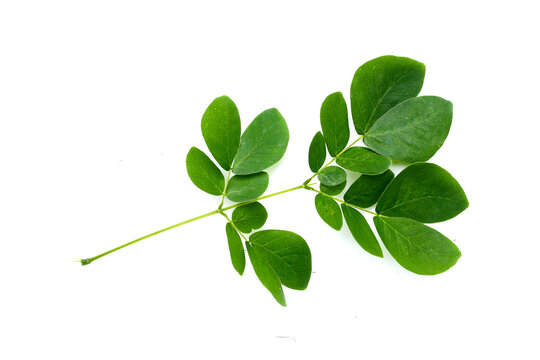 Rain tree leaves on white. Samanca Saman (Jacq) Merr.