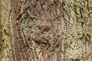 Braune Baumrinde mit Maserknollen, Borke,  Holztextur, Hintergrund, Deutschland, Europa