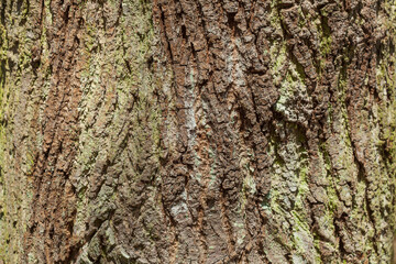 Braune Baumrinde mit Maserknollen, Borke,  Holztextur, Hintergrund, Deutschland, Europa