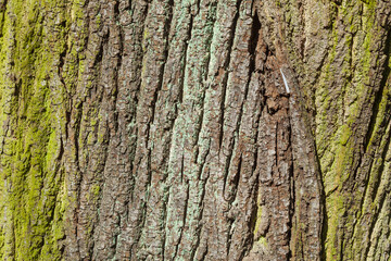 Braune Baumrinde, Borke, Holztextur, Hintergrund, Deutschland, Europa