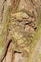 Braune Baumrinde mit Maserknollen, Borke,  Holztextur, Hintergrund, Deutschland, Europa