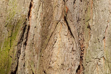 Braune Baumrinde mit Maserknollen, Borke,  Holztextur, Hintergrund, Deutschland, Europa
