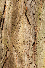 Braune Baumrinde mit Maserknollen, Borke,  Holztextur, Hintergrund, Deutschland, Europa