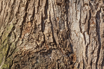 Braune Baumrinde, Borke, Holztextur, Hintergrund, Deutschland, Europa