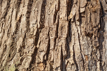 Braune Baumrinde, Borke, Holztextur, Hintergrund, Deutschland, Europa