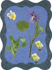 Page for stories. Photo album, dry flowers boutonniere. Scrapbook composition with floral elements.  Page from an old photo album. Forest violet flowers.