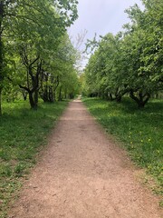 Fototapeta premium spring road in a blooming apple orchard 