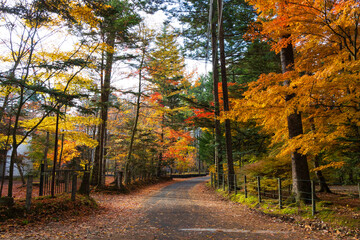 日本の風景・秋　人気のリゾート地　紅葉の軽井沢