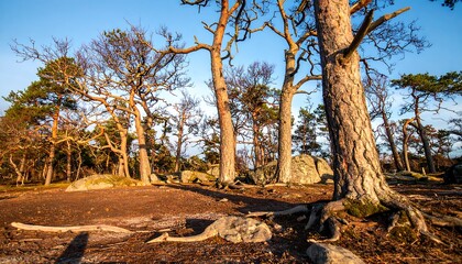 Obraz premium Pine forest at dawn