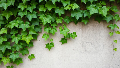 Lush green ivy vine with heartshaped leaves growing on a textured gray concrete wall creating a natural frame.